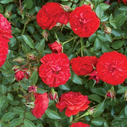 Virágágyi polianta rózsa - Rózsa - Big Bang® - Online rózsa vásárlás
